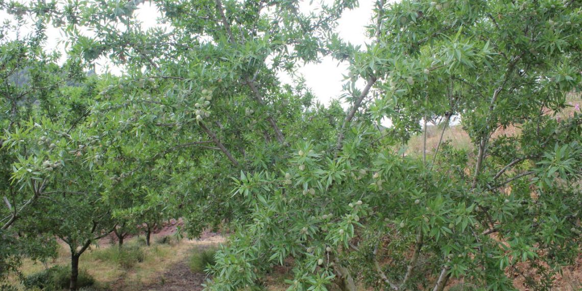 LA UNIÓ prevé más de 8.000 toneladas de almendras esta campaña en las zonas productoras de la Comunitat Valenciana