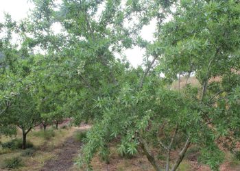 LA UNIÓ prevé más de 8.000 toneladas de almendras esta campaña en las zonas productoras de la Comunitat Valenciana