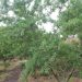 LA UNIÓ prevé más de 8.000 toneladas de almendras esta campaña en las zonas productoras de la Comunitat Valenciana