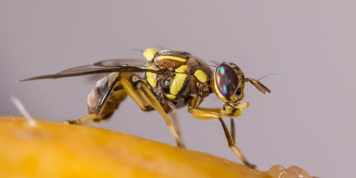 La Unió Llauradora exige a la Conselleria vigilar la mosca oriental de la fruta tras su detección en España