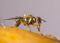 La Unió Llauradora exige a la Conselleria vigilar la mosca oriental de la fruta tras su detección en España