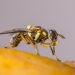 La Unió Llauradora exige a la Conselleria vigilar la mosca oriental de la fruta tras su detección en España
