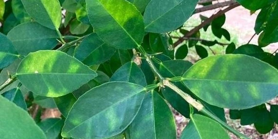 LA UNIÓ reclama a Conselleria ayudas urgentes para las explotaciones citrícolas obligadas a arrancar árboles por el virus de la clorosis nervial amarilla