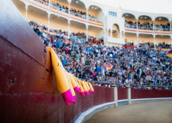 Toros en À Punt: Bocairent con los victorinos y dos corridas en Las Ventas