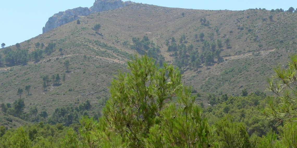La Diputación de Alicante destina más de un millón para reforzar la protección de los montes