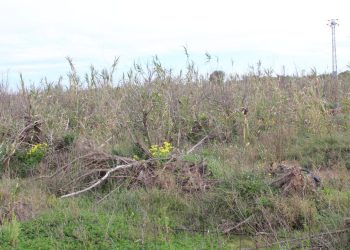 LA UNIÓ denuncia que el Gobierno de España sigue sin reparar parcelas agrícolas afectadas por la dana un año y medio después