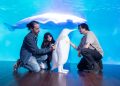 El Oceanogràfic presenta la 4ª edición del OceanFest centrada en los ecosistemas polares