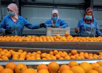 LA UNIÓ denuncia un aumento en abril del 166% en las detecciones de cítricos de Egipto con materias activas no autorizadas en la UE