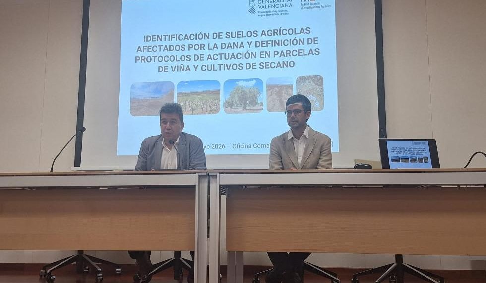 Agricultura confirma el buen estado de los suelos agrícolas en Requena tras las riadas de 2024