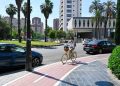 Valencia licita la mejora del carril bici de la avenida de la Plata para ganar espacio peatonal