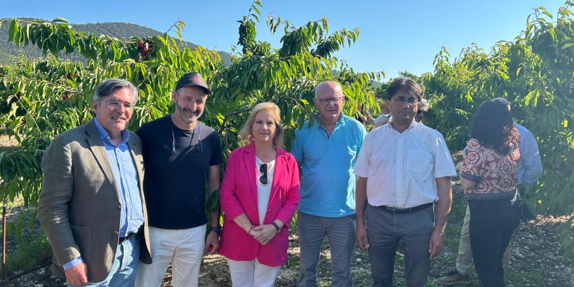 Agricultura refuerza las ayudas al sector de la cereza de Alicante