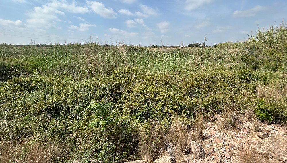 AVA-ASAJA denuncia “la selva del Carraixet” y pide su limpieza ante otra riada en l’Horta Nord