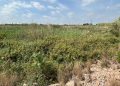 AVA-ASAJA denuncia “la selva del Carraixet” y pide su limpieza ante otra riada en l’Horta Nord