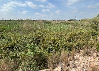 AVA-ASAJA denuncia “la selva del Carraixet” y pide su limpieza ante otra riada en l’Horta Nord