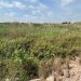 AVA-ASAJA denuncia “la selva del Carraixet” y pide su limpieza ante otra riada en l’Horta Nord