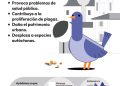 Valencia lanza la campaña “No alimentes el problema” para frenar la sobrepoblación de palomas en la ciudad