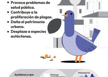 Valencia lanza la campaña “No alimentes el problema” para frenar la sobrepoblación de palomas en la ciudad