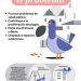 Valencia lanza la campaña “No alimentes el problema” para frenar la sobrepoblación de palomas en la ciudad