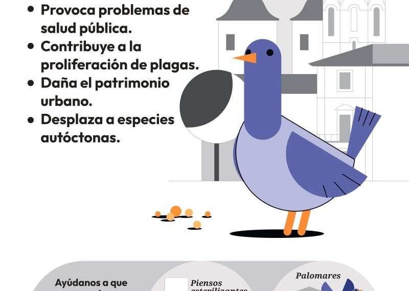 Valencia lanza la campaña “No alimentes el problema” para frenar la sobrepoblación de palomas en la ciudad