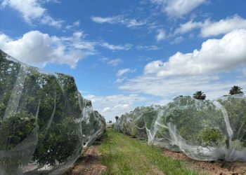 AVA-ASAJA ensaya el uso de mallas antipolinización para combatir la ‘pinyolà’ en los cítricos