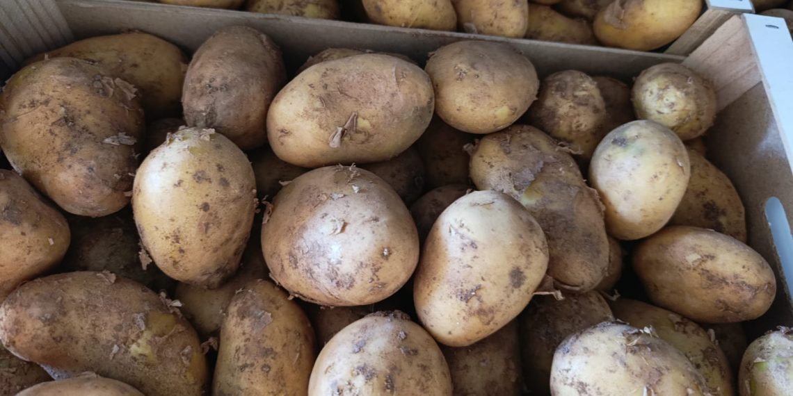 AVA-ASAJA reclama prioridad para la patata nueva valenciana ante la saturación de producto importado