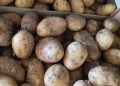 AVA-ASAJA reclama prioridad para la patata nueva valenciana ante la saturación de producto importado