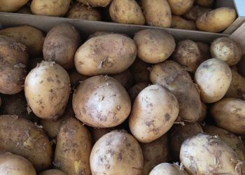 AVA-ASAJA reclama prioridad para la patata nueva valenciana ante la saturación de producto importado