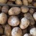 AVA-ASAJA reclama prioridad para la patata nueva valenciana ante la saturación de producto importado