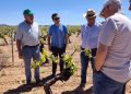 El sector vitivinícola valora las peritaciones rápidas de Agroseguro por la marchitez fisiológica