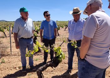 El sector vitivinícola valora las peritaciones rápidas de Agroseguro por la marchitez fisiológica