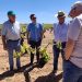 El sector vitivinícola valora las peritaciones rápidas de Agroseguro por la marchitez fisiológica