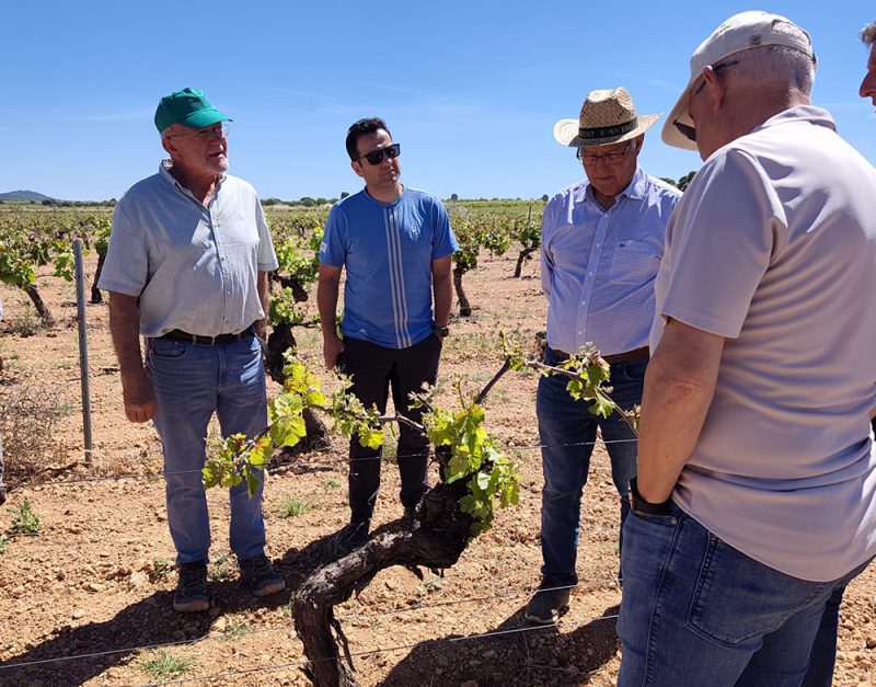 El sector vitivinícola valora las peritaciones rápidas de Agroseguro por la marchitez fisiológica