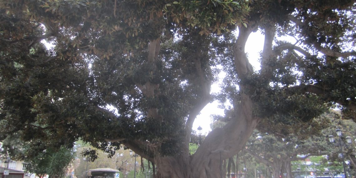 Valencia inicia las obras para proteger el ficus monumental del Parterre y mejorar la accesibilidad del jardín
