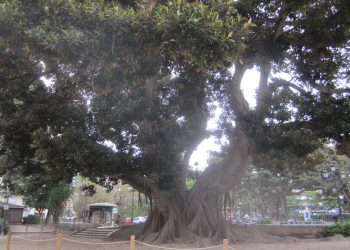 Valencia inicia las obras para proteger el ficus monumental del Parterre y mejorar la accesibilidad del jardín