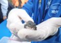 La Generalitat colabora en la reintroducción de un centenar de gallipatos criados por escolares para reforzar las poblaciones