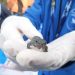 La Generalitat colabora en la reintroducción de un centenar de gallipatos criados por escolares para reforzar las poblaciones