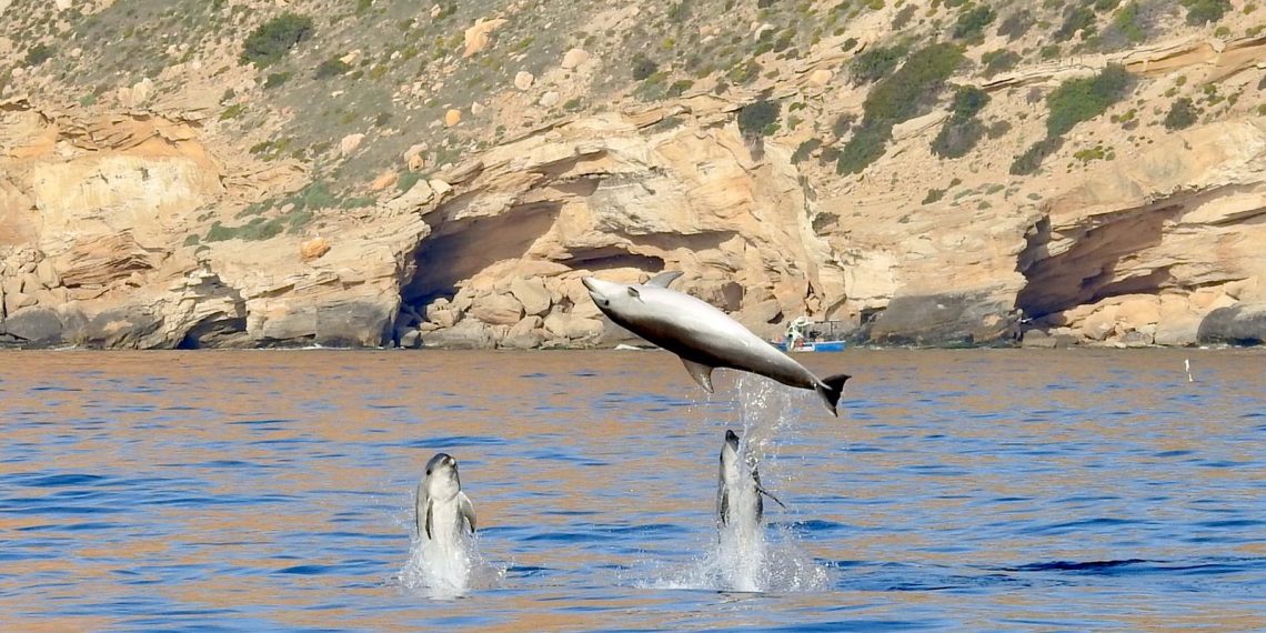 La Generalitat confirma la presencia estable de seis especies de cetáceos en la Comunitat