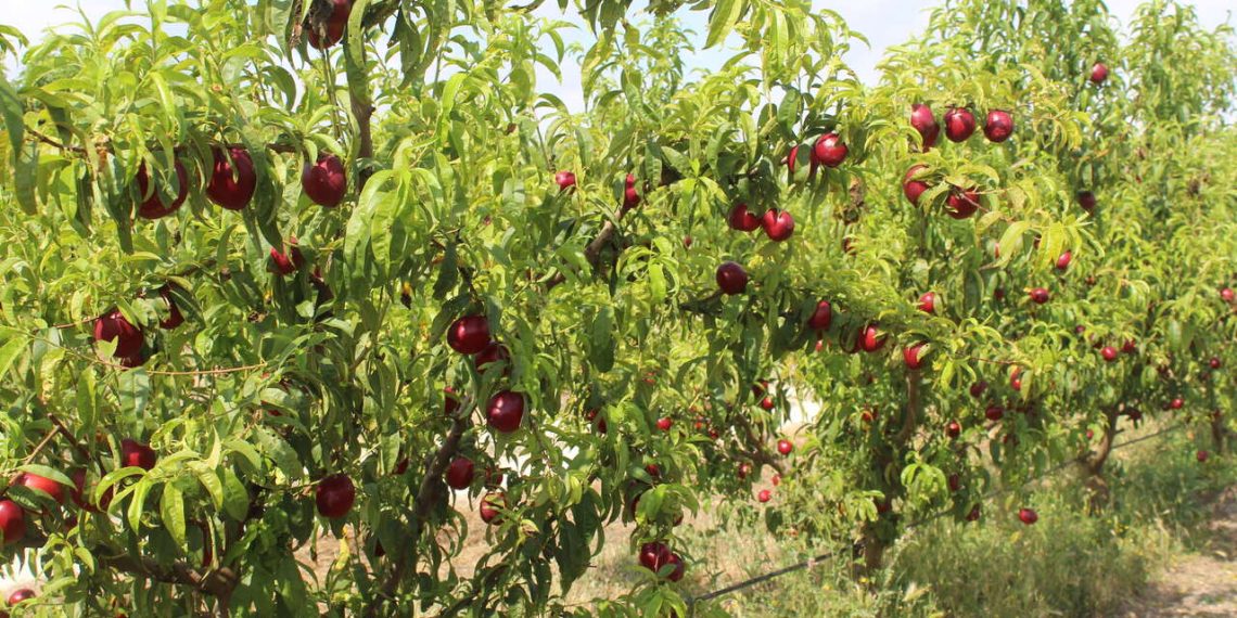 LA UNIÓ alerta de la falta de rentabilidad en la campaña de fruta de verano en la Comunitat Valenciana