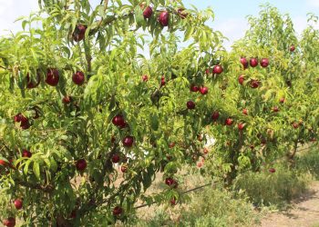 LA UNIÓ alerta de la falta de rentabilidad en la campaña de fruta de verano en la Comunitat Valenciana