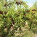 LA UNIÓ alerta de la falta de rentabilidad en la campaña de fruta de verano en la Comunitat Valenciana