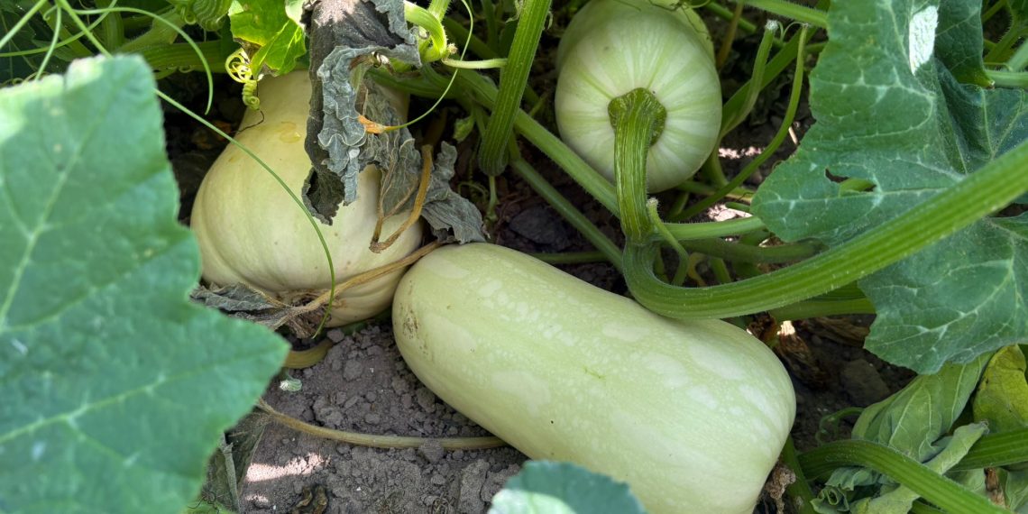 LA UNIÓ denuncia que la avalancha de importaciones de calabaza amenaza el inicio de la campaña valenciana