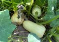LA UNIÓ denuncia que la avalancha de importaciones de calabaza amenaza el inicio de la campaña valenciana