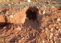 LA UNIÓ alerta de que la sobrepoblación de conejos dispara los costes de protección de los cultivos en varias comarcas valencianas