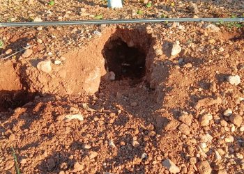 LA UNIÓ alerta de que la sobrepoblación de conejos dispara los costes de protección de los cultivos en varias comarcas valencianas
