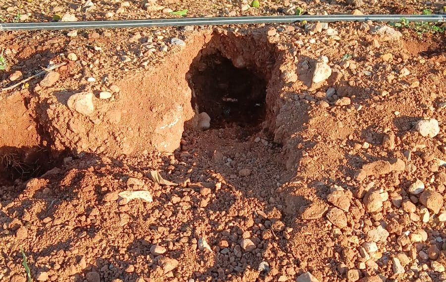 LA UNIÓ alerta de que la sobrepoblación de conejos dispara los costes de protección de los cultivos en varias comarcas valencianas