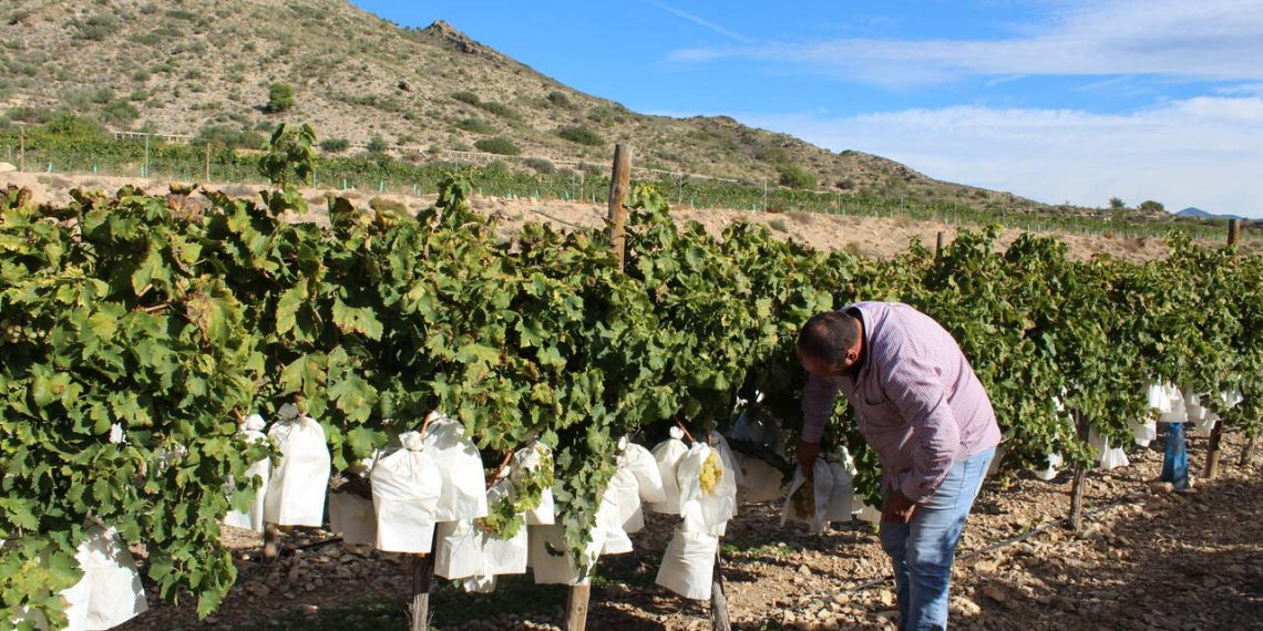 LA UNIÓ rechaza dos macroplantas fotovoltaicas en el Vinalopó Mitjà por su impacto sobre la agricultura