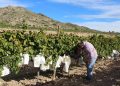 LA UNIÓ rechaza dos macroplantas fotovoltaicas en el Vinalopó Mitjà por su impacto sobre la agricultura
