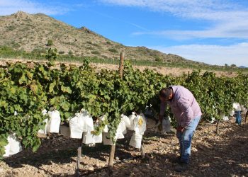 LA UNIÓ rechaza dos macroplantas fotovoltaicas en el Vinalopó Mitjà por su impacto sobre la agricultura