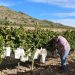 LA UNIÓ rechaza dos macroplantas fotovoltaicas en el Vinalopó Mitjà por su impacto sobre la agricultura