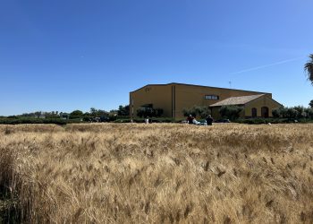 AVA-ASAJA impulsa un ensayo pionero de trigo para optimizar riego y fertilización